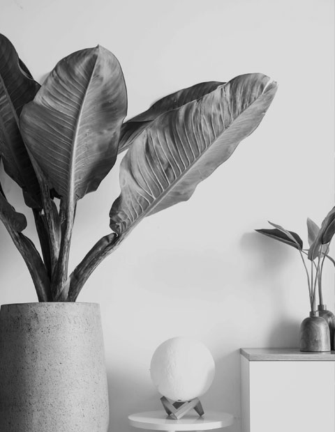 Home feature 1.jpg